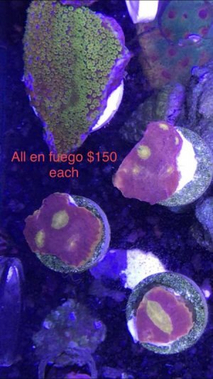 IMG_8776.jpg