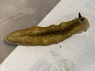 Sea Slug 1.JPG