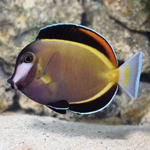 powder brown tang.jpg