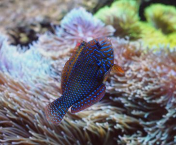 PotterWrasse2018081203resized.jpg