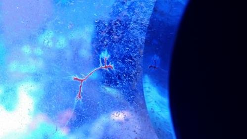 Red Branching 1a.jpg