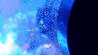 Red Branching 2a.jpg