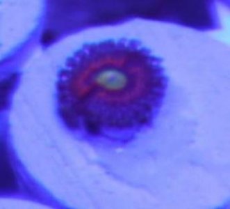 unknow zoa.jpg