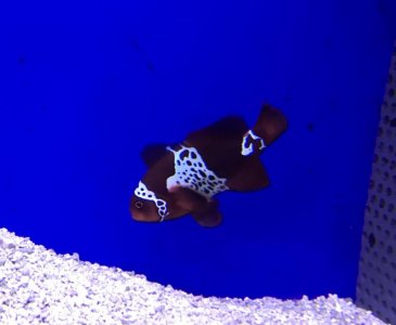 Lightning maroon1.jpg