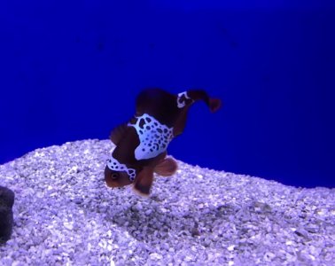 Lightning maroon2.jpg