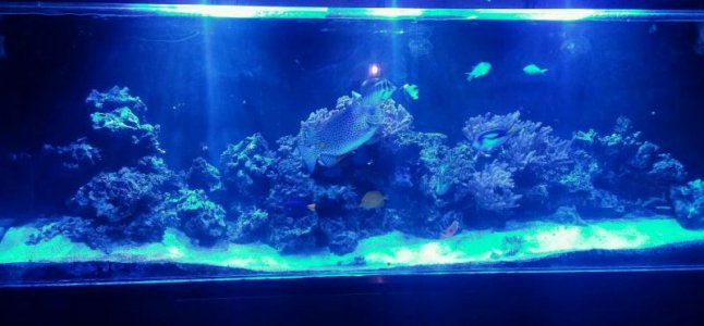 Fishtank1.jpg