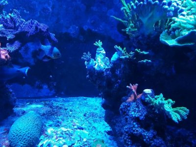 new_corals.jpg