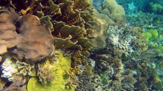 belize-snorkel-001.jpg