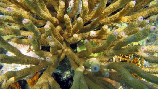 belize-snorkel-002.jpg