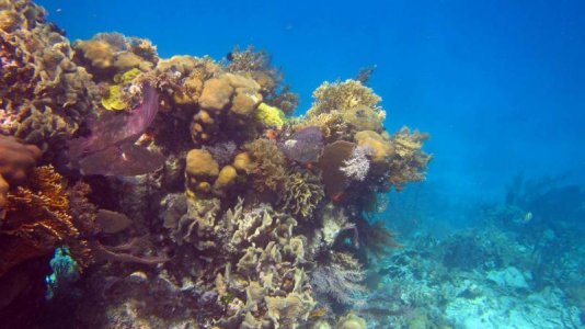 belize-snorkel-003.jpg