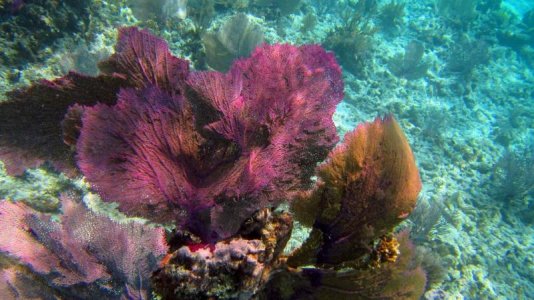 belize-snorkel-004.jpg