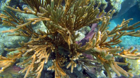 belize-snorkel-006.jpg