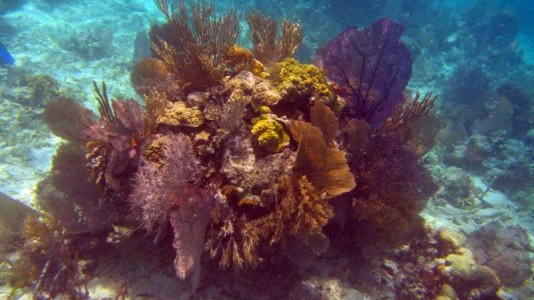belize-snorkel-007.jpg