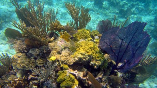 belize-snorkel-008.jpg