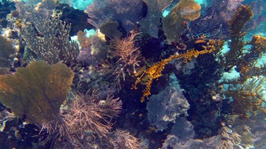 belize-snorkel-009.jpg
