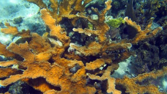 belize-snorkel-010.jpg