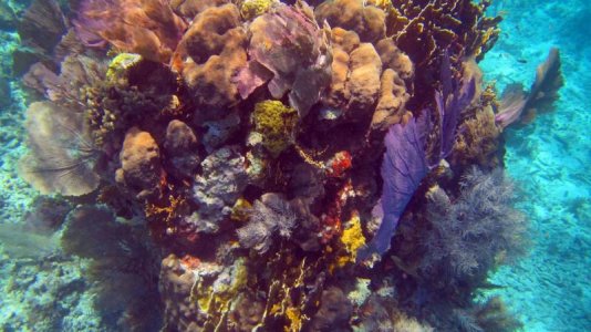 belize-snorkel-011.jpg