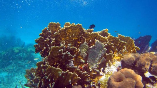 belize-snorkel-012.jpg
