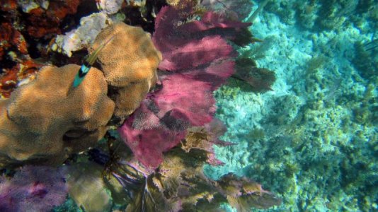 belize-snorkel-013.jpg