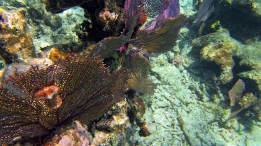 belize-snorkel-015.jpg