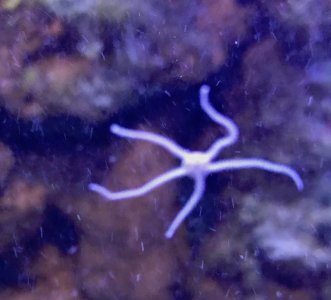 starfish.jpg