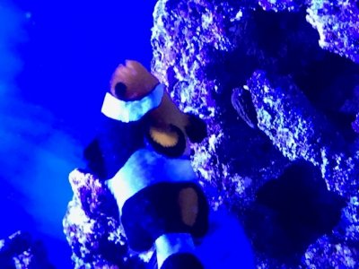 clownfish.jpg