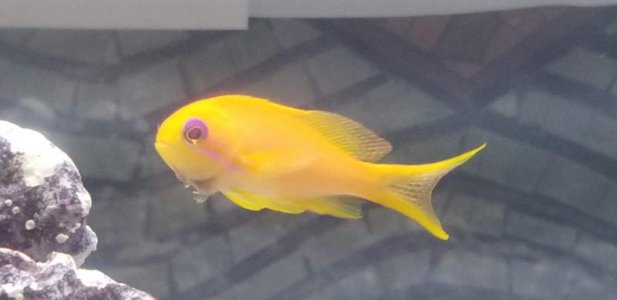Anthias 1.jpg