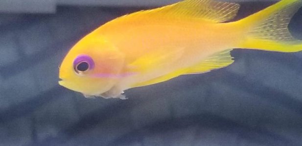 Anthias 2.jpg