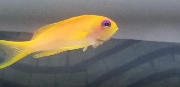 Anthias 3.jpg