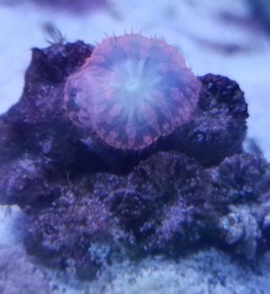 coral id.jpg