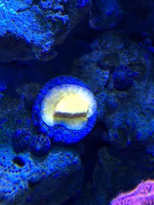 unnamedcoral.jpg