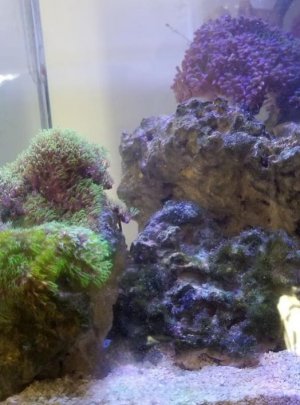 Nano tank side view.jpg