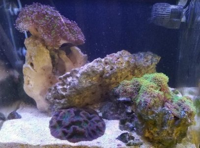 Nano tank front view.jpg