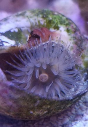 Anemone flourishing.jpg