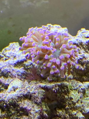 Frogspawn1.jpg