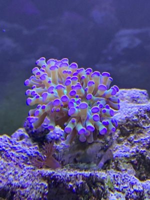 Frogspawn2.jpg