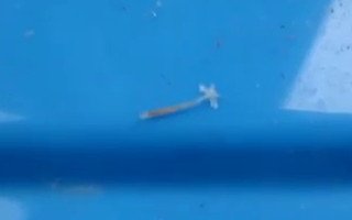 anchor-worm-showing-ships-anchor-attachor.jpg