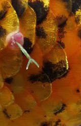 Anchor Worm.JPG