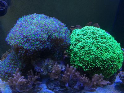 FROGSPAWN HYBRID-REG.jpg