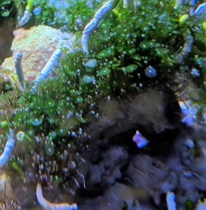 algae id.jpg