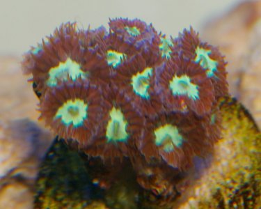UnknownCoral-4.jpg