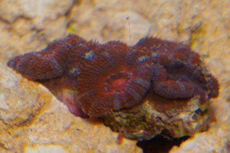 UnknownCoral-5.jpg