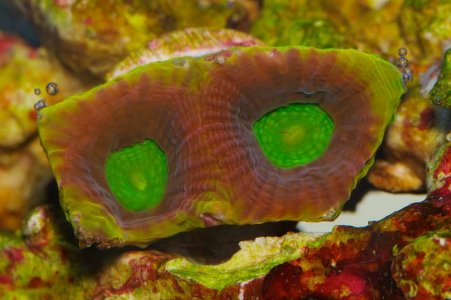 UnknownCoral-6.jpg