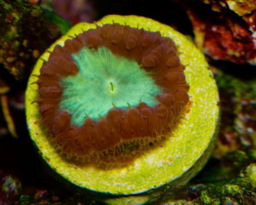 UnknownCoral-7.jpg