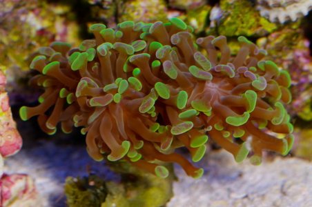 UnknownCoral-8.jpg