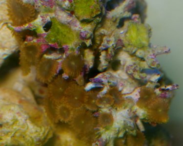 UnknownCoral-9.jpg