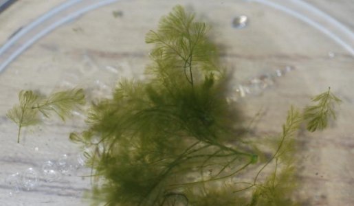Algae1.jpg Algae1.jpg