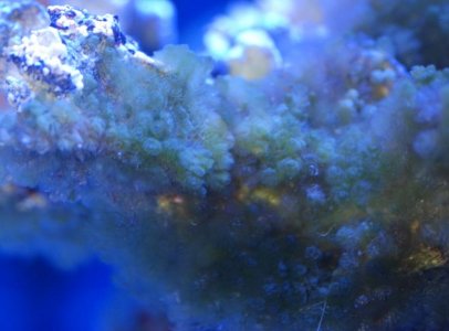 algae2.jpg algae2.jpg