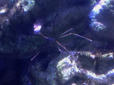 Arrow Crab.jpg