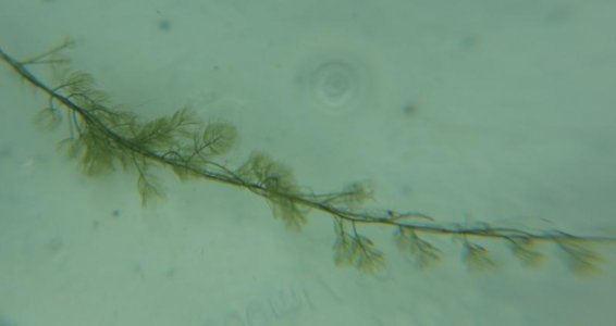 algae3.jpg algae3.jpg